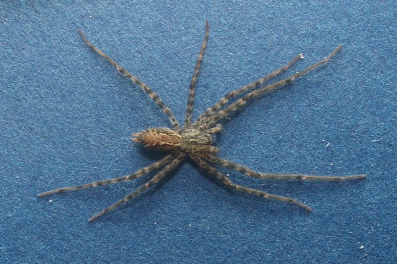 stiphidiidae1